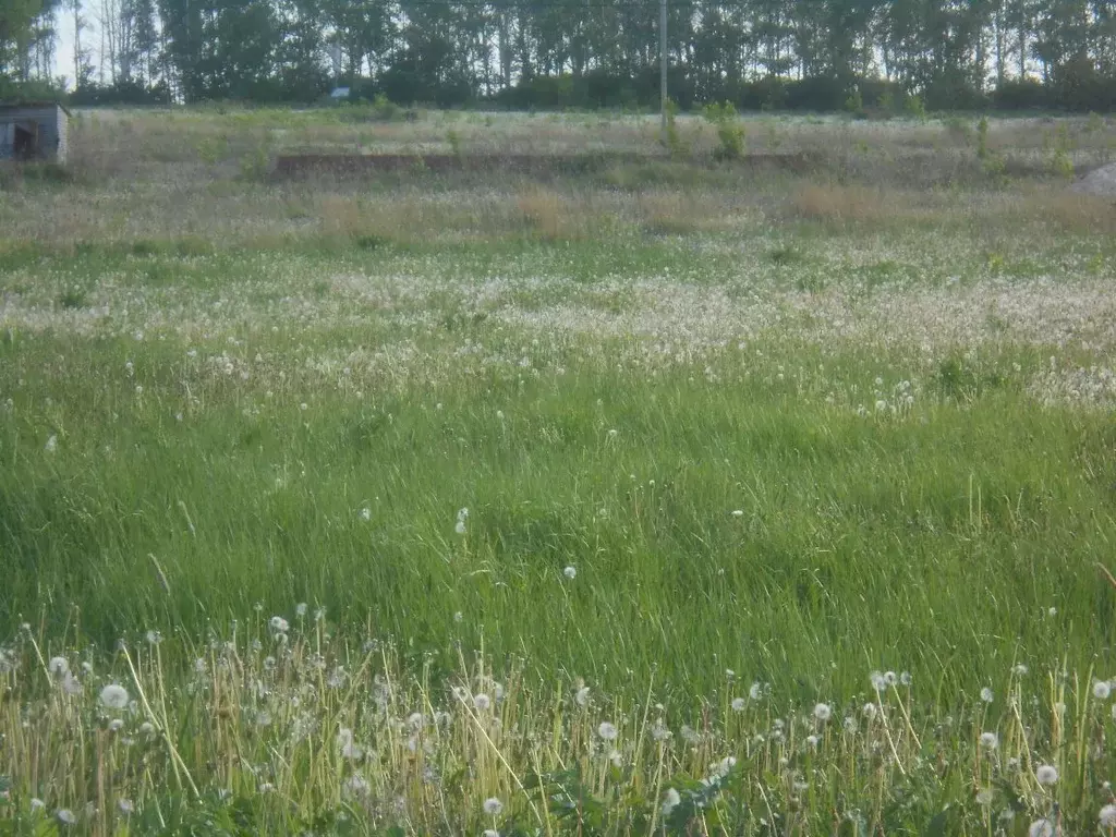 Участок в Рязанская область, Захаровский район, Безлыченское с/пос, с. ... - Фото 1