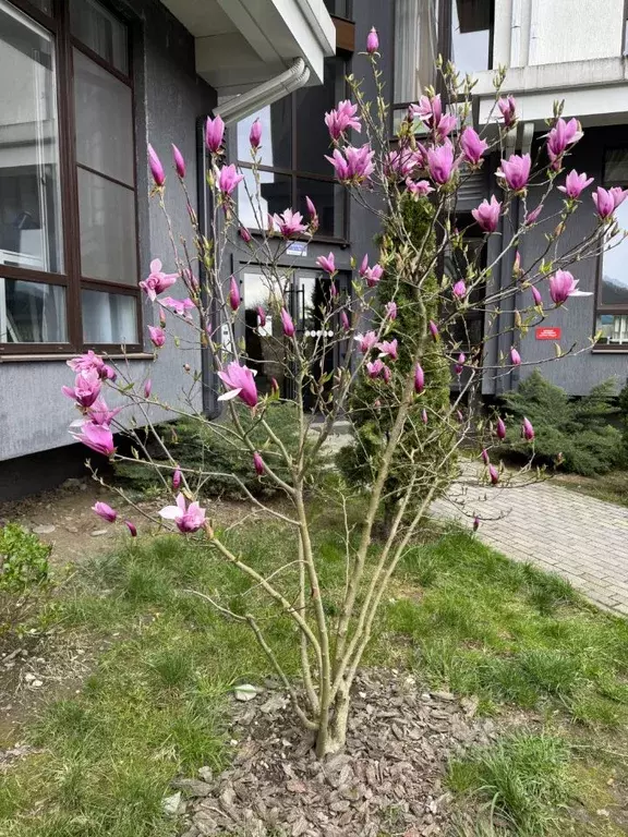 Студия Краснодарский край, Сочи Красная Поляна пгт, ул. Турчинского, ... - Фото 1