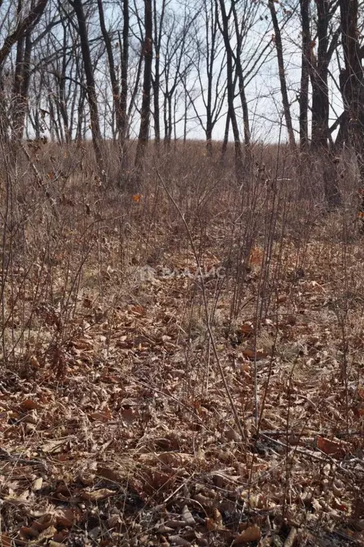 Участок в Приморский край, Надеждинский район, пос. Западный  (10.0 ... - Фото 1