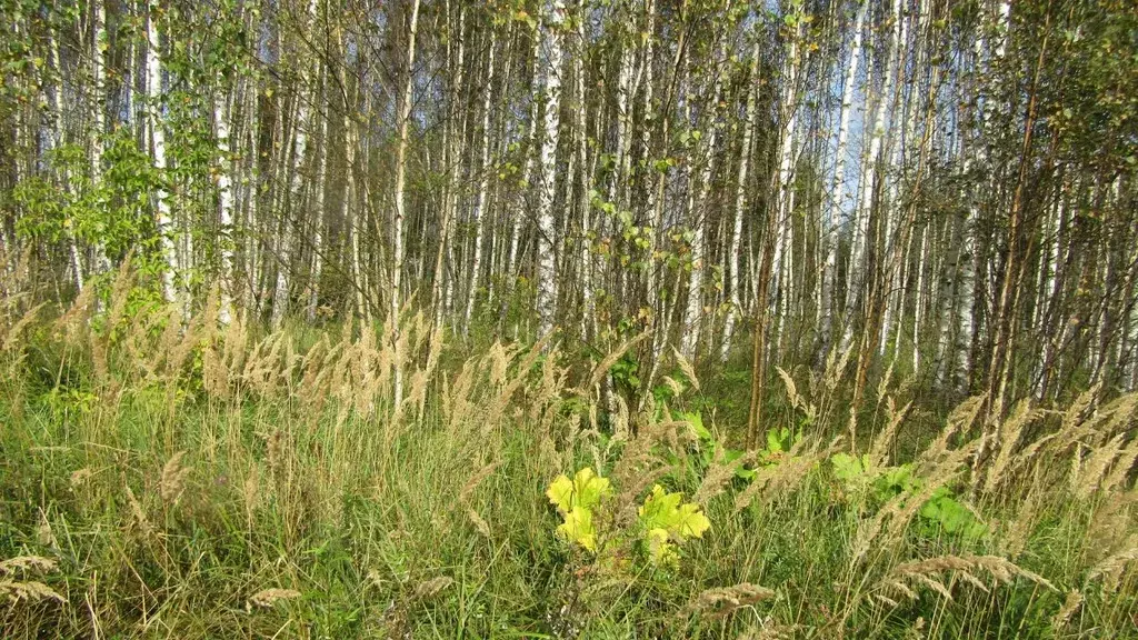 Участок в Московская область, Рузский муниципальный округ, д. Лобково  ... - Фото 2