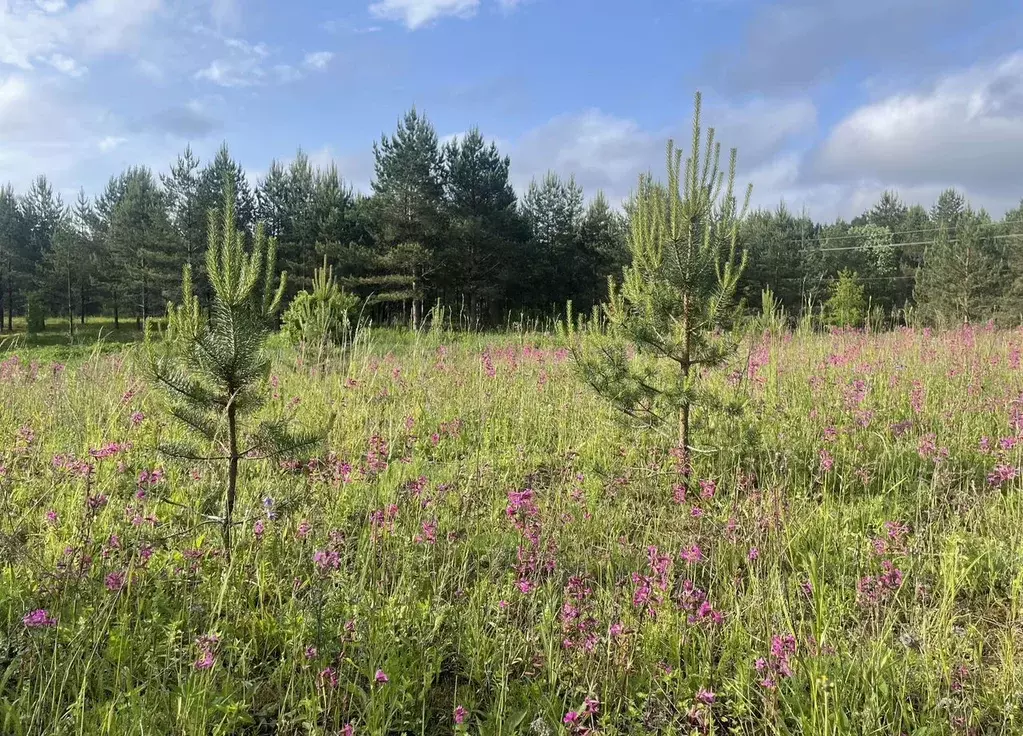 Участок в Новгородская область, Демянский муниципальный округ, д. ... - Фото 1