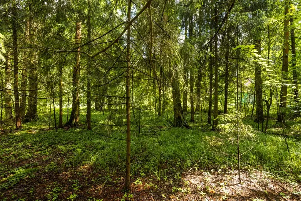 Участок в Московская область, Лобня Луговая мкр, Кольцевая ул., 22 ... - Фото 1