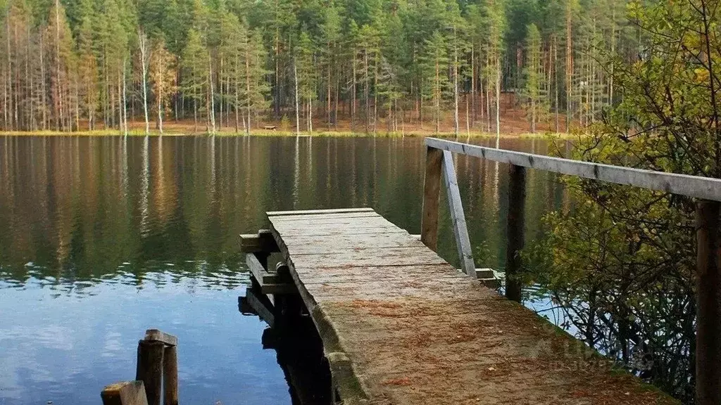 Участок в Ленинградская область, Приозерский район, Красноозерное ... - Фото 1