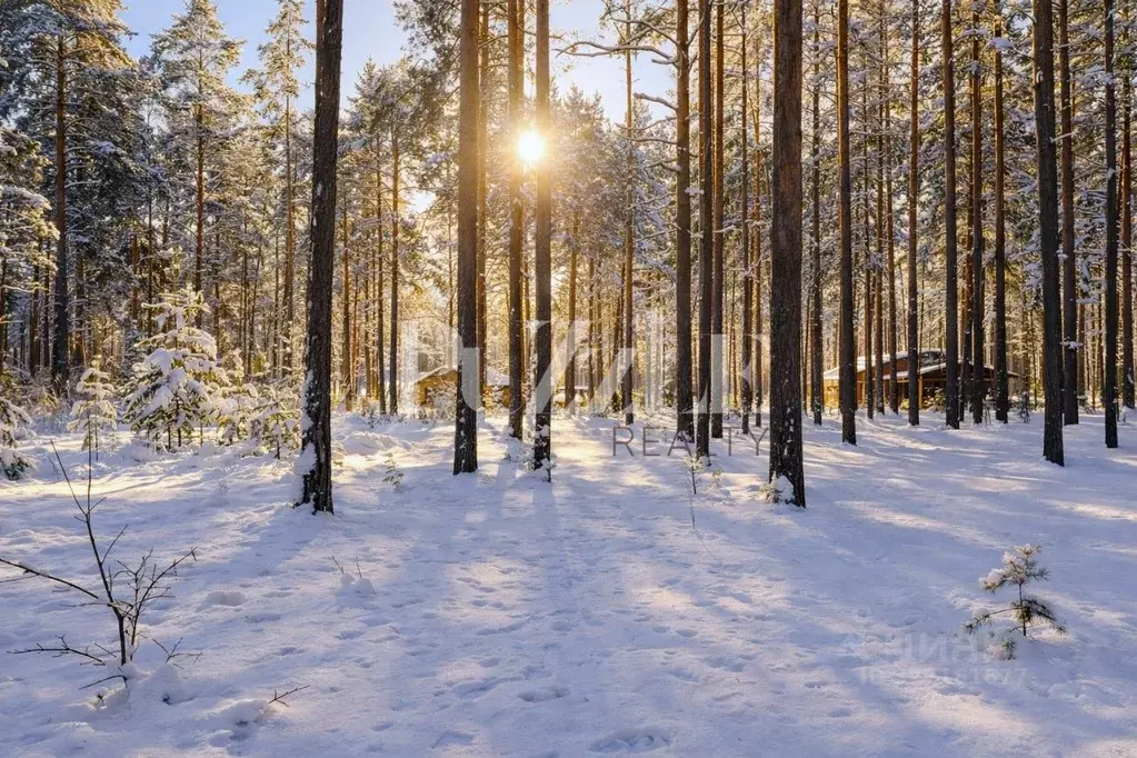 Участок в Ленинградская область, Приозерский район, Петровское с/пос, ... - Фото 1
