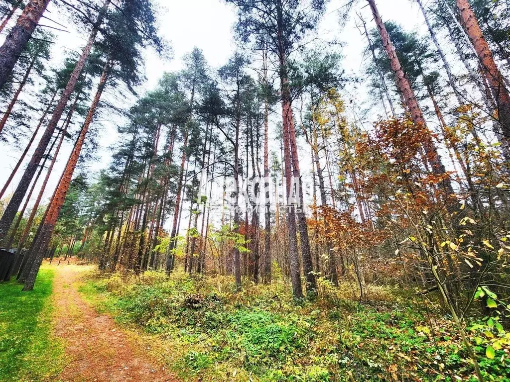 Участок в Ленинградская область, Приозерский район, пос. Сосново  ... - Фото 1