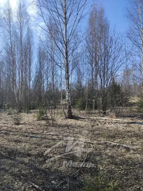 Продается участок в д. Удино - Фото 2