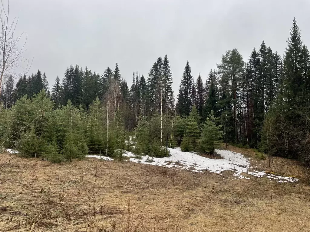 Участок в Пермский край, 3250001-1 кв-л ул. Сосновая, 10 (10.0 сот.) - Фото 1