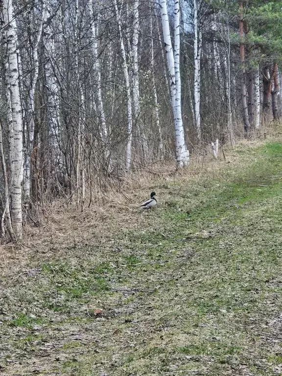 Участок в Московская область, Клин городской округ, Бобры СНТ 351 ... - Фото 1