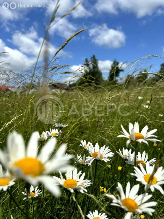 Участок в деревня Саксино, улица Бугровка (20 м) - Фото 2
