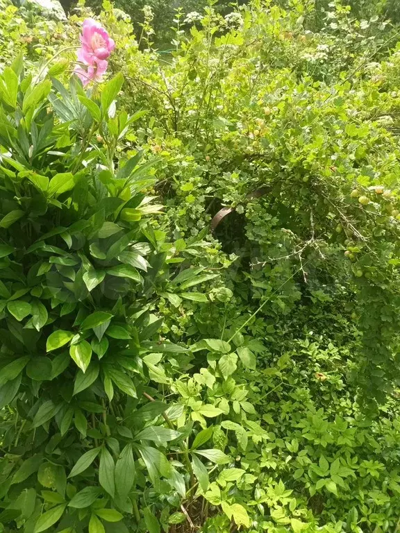 Дача 54 м на участке 9 сот. - Фото 1