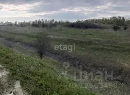 Участок в Воронежская область, Хохольский район, с. Борщево  (981.5 ... - Фото 1