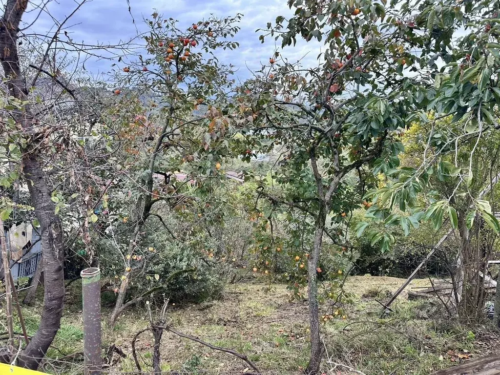 Участок в Краснодарский край, Сочи ул. Шаумяна (4.0 сот.) - Фото 2