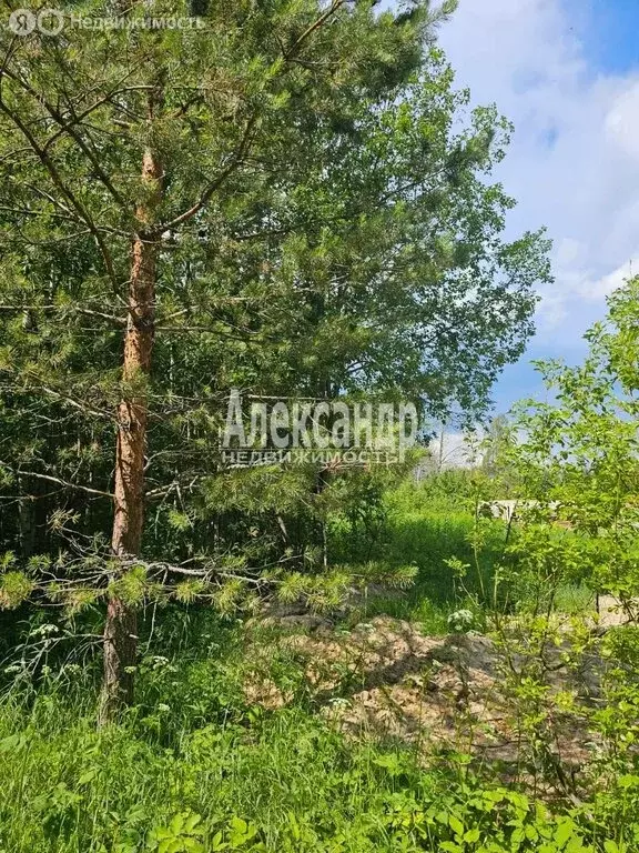 Участок в Лахденпохья, улица Аркадия Маркова (10 м) - Фото 2