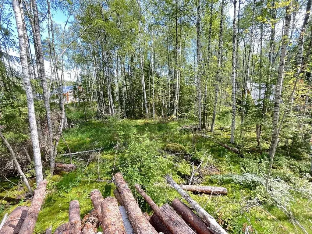 Участок в Ленинградская область, Всеволожский район, Токсовское ... - Фото 1