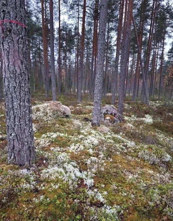 Участок в Ленинградская область, Выборгский район, Каменногорское ... - Фото 1