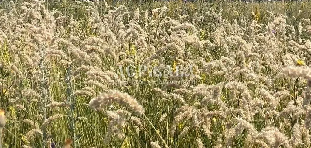 Участок в Белгородская область, Старооскольский городской округ, с. ... - Фото 2
