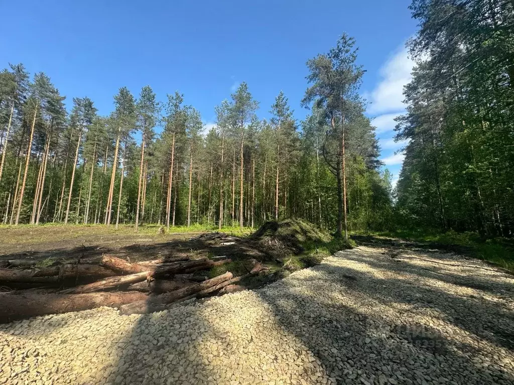 Участок в Ленинградская область, Гатчинский район, Вырица городской ... - Фото 1