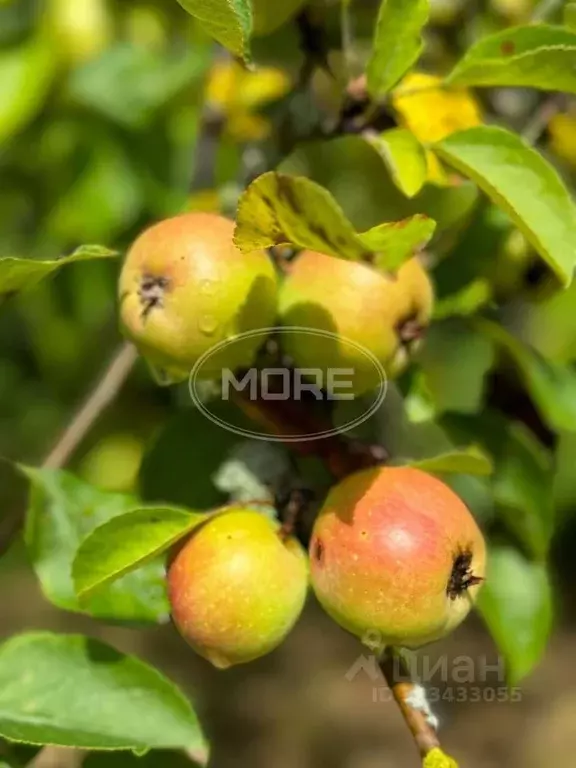 Участок в Калининградская область, Калининград Победа садовое ... - Фото 1