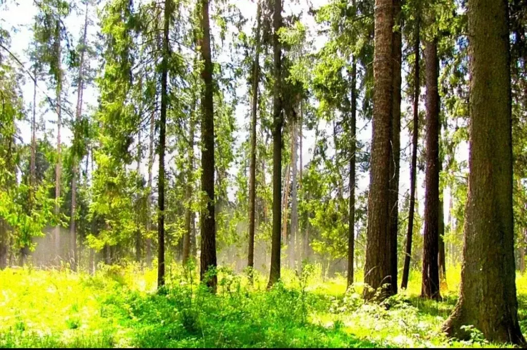 Участок в Раменский городской округ, деревня Минино (7.65 м) - Фото 1