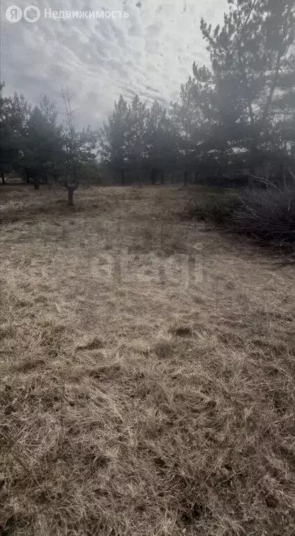 Участок в Рамонский район, Новоживотинновское сельское поселение, СНТ ... - Фото 2