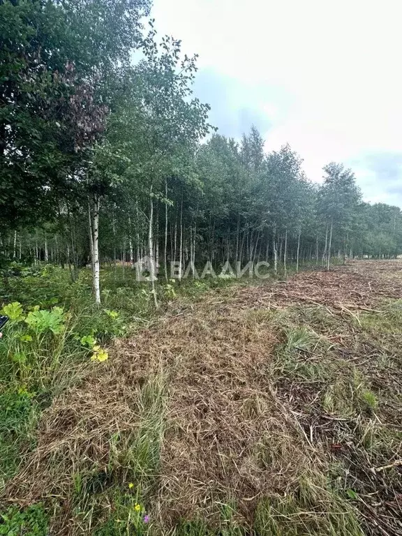 Участок в Санкт-Петербург, Санкт-Петербург, Павловск Павлов Скай кп, ... - Фото 2