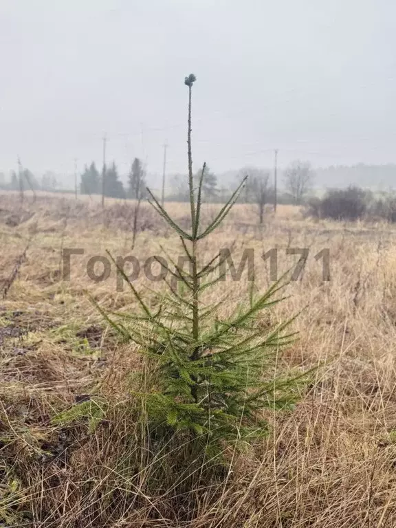 Участок в Ленинградская область, Выборгский район, Селезневское с/пос, ... - Фото 0