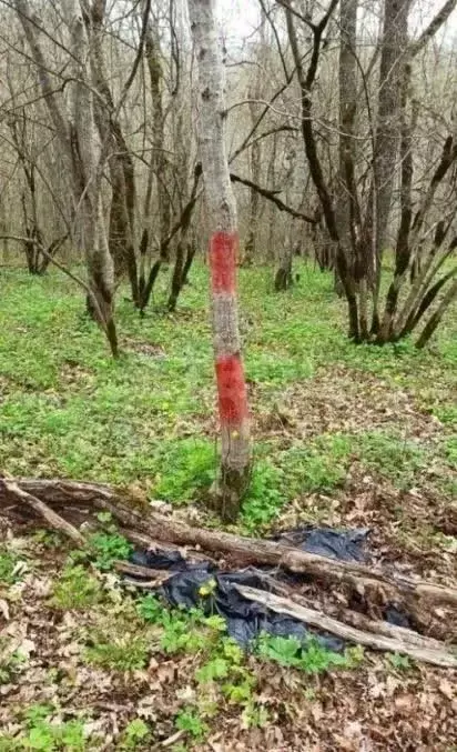 Участок в Краснодарский край, Новороссийск городской округ, Горный ... - Фото 1