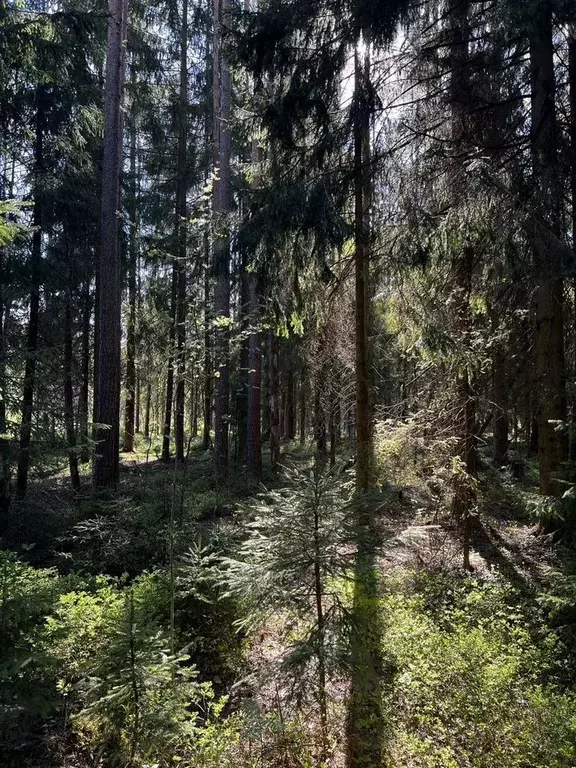 Участок в Санкт-Петербург пос. Репино,  (153.0 сот.) - Фото 1