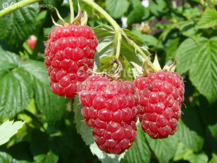 Дом в Выселковский район, Бузиновское сельское поселение, станица ... - Фото 1