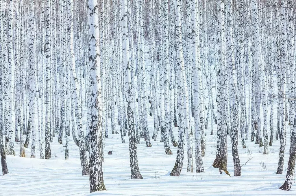 Участок в Станционный сельсовет, коттеджный посёлок Никольский парк ... - Фото 1