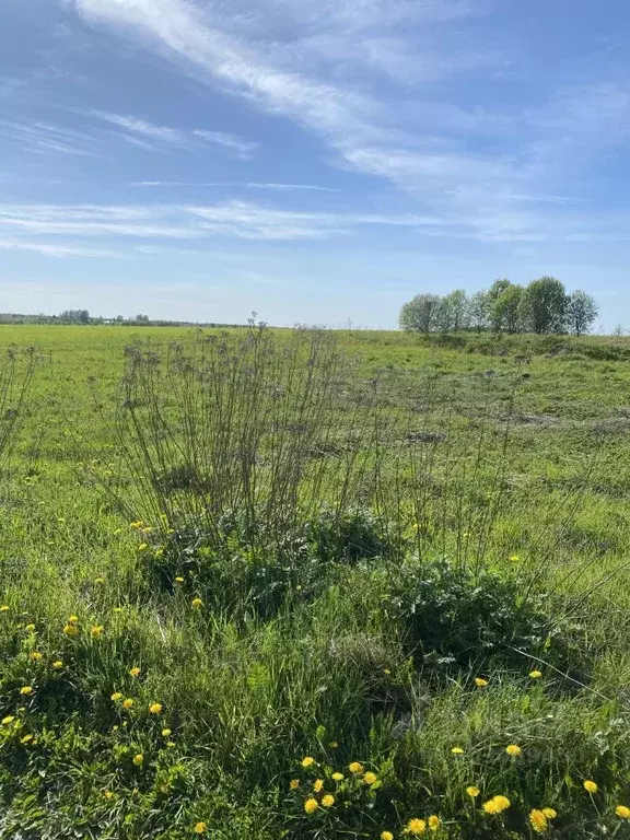 Участок в Вологодская область, Шекснинский район, Никольское с/пос, д. ... - Фото 1