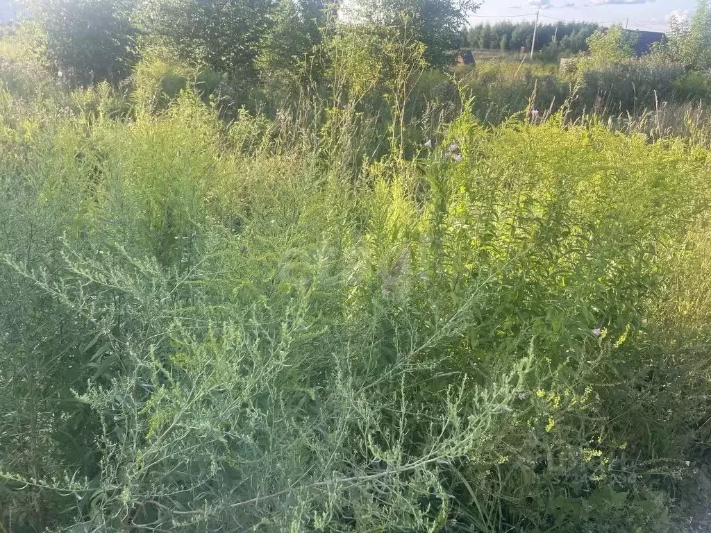 Участок в Новосибирская область, Бердск  (10.0 сот.) - Фото 1