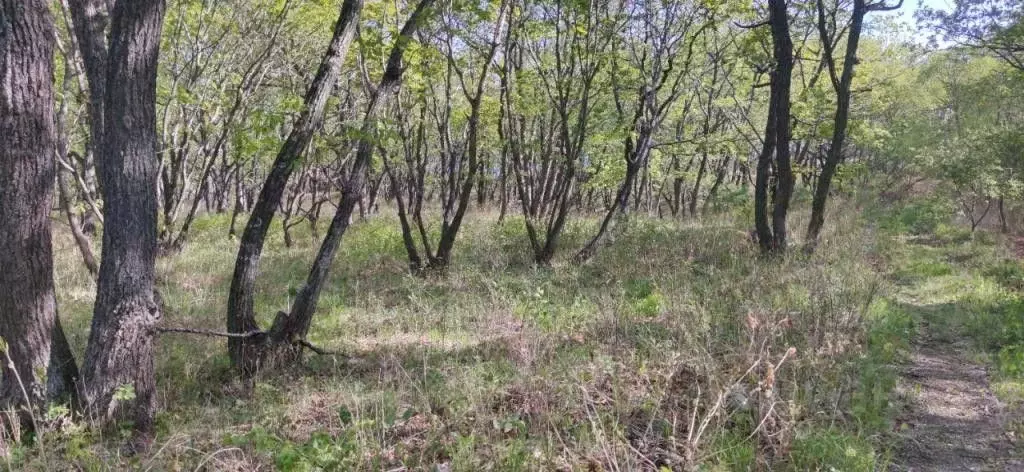 Участок в Приморский край, Находкинский городской округ, пос. ... - Фото 1