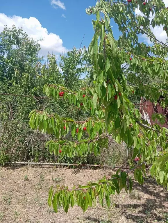 Участок в Волгоградская область, Городищенский район, Ерзовское ... - Фото 1