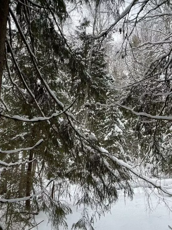 Участок в Ленинградская область, Выборгский район, Селезневское с/пос, ... - Фото 2