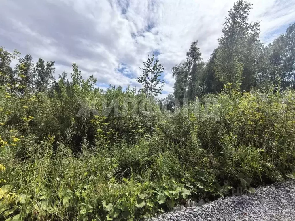 Участок в Новосибирская область, Новосибирск Золотая Горка СНТ, аллея ... - Фото 2