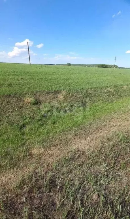 Участок в Новосибирская область, Кочковский район, с. Жуланка ул. ... - Фото 1