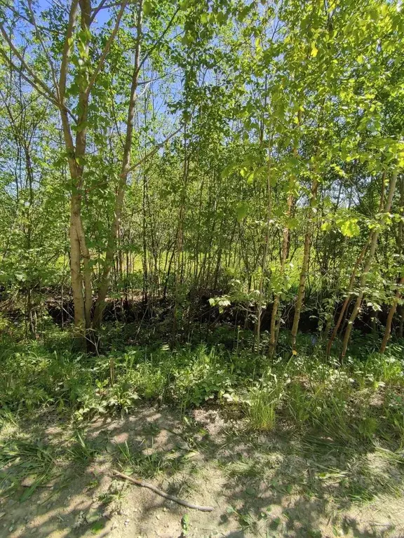 Участок в Новгородская область, Новгородский район, Ермолинское с/пос, ... - Фото 2