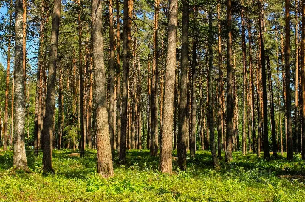 Участок в Ленинградская область, Выборгский район, Рощинское городское ... - Фото 0