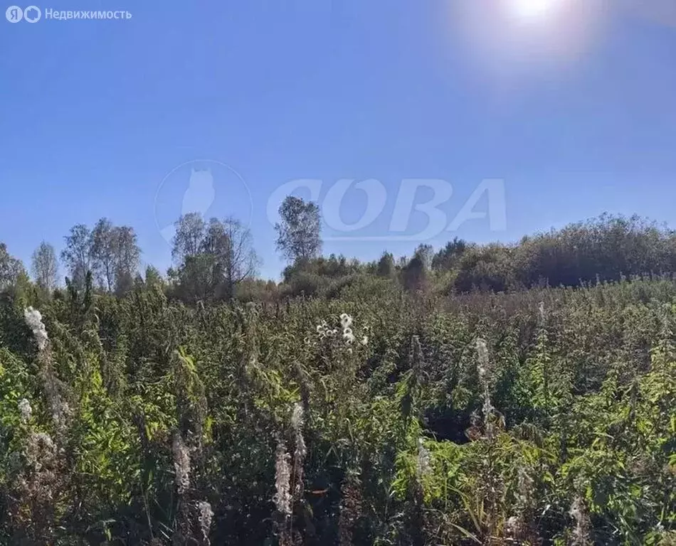 Участок в Тюменская область, Нижнетавдинский муниципальный округ, ... - Фото 2