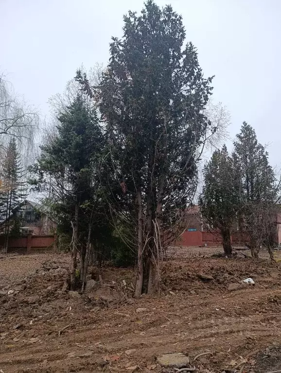 Участок в Московская область, Мытищи городской округ, д. Высоково ул. ... - Фото 1