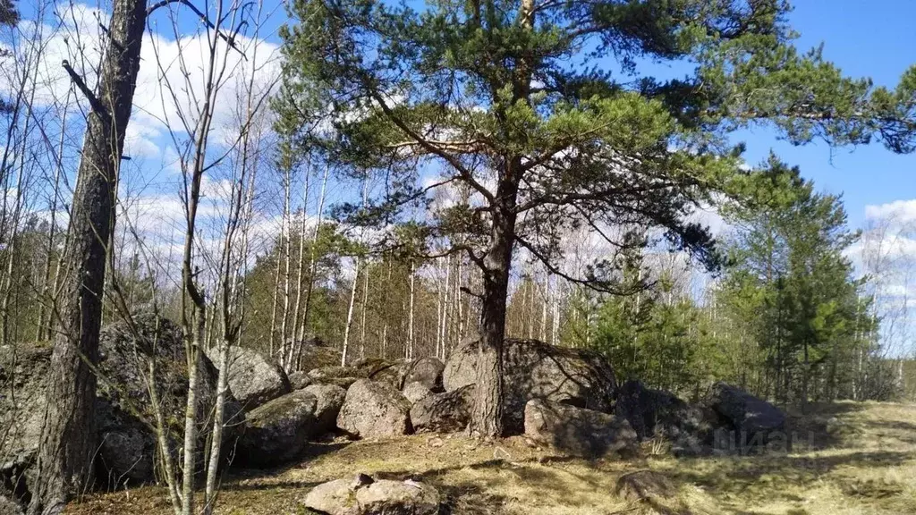 Участок в Ленинградская область, Выборг пос. Имени Кирова,  (12.0 ... - Фото 1