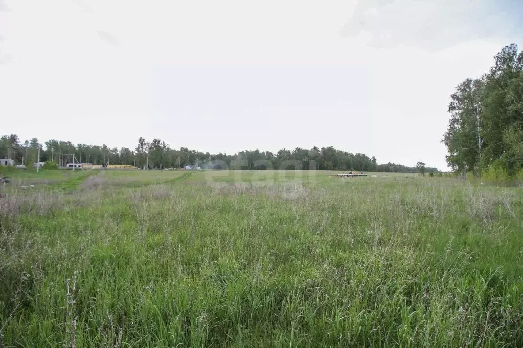 Участок в Алтайский край, Первомайский район, с. Фирсово ул. Кедровая ... - Фото 1