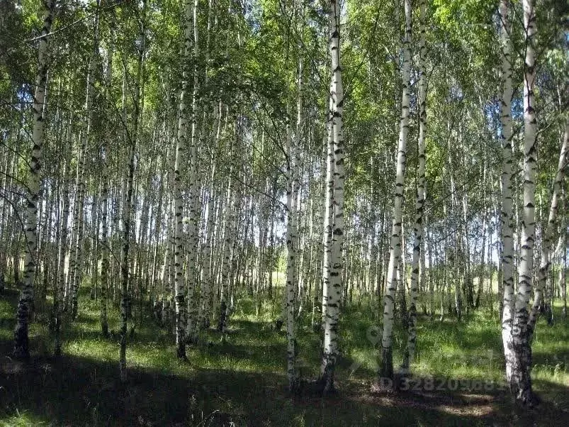 Участок в Марий Эл, Килемарский муниципальный округ, Троицкий высел. ... - Фото 2
