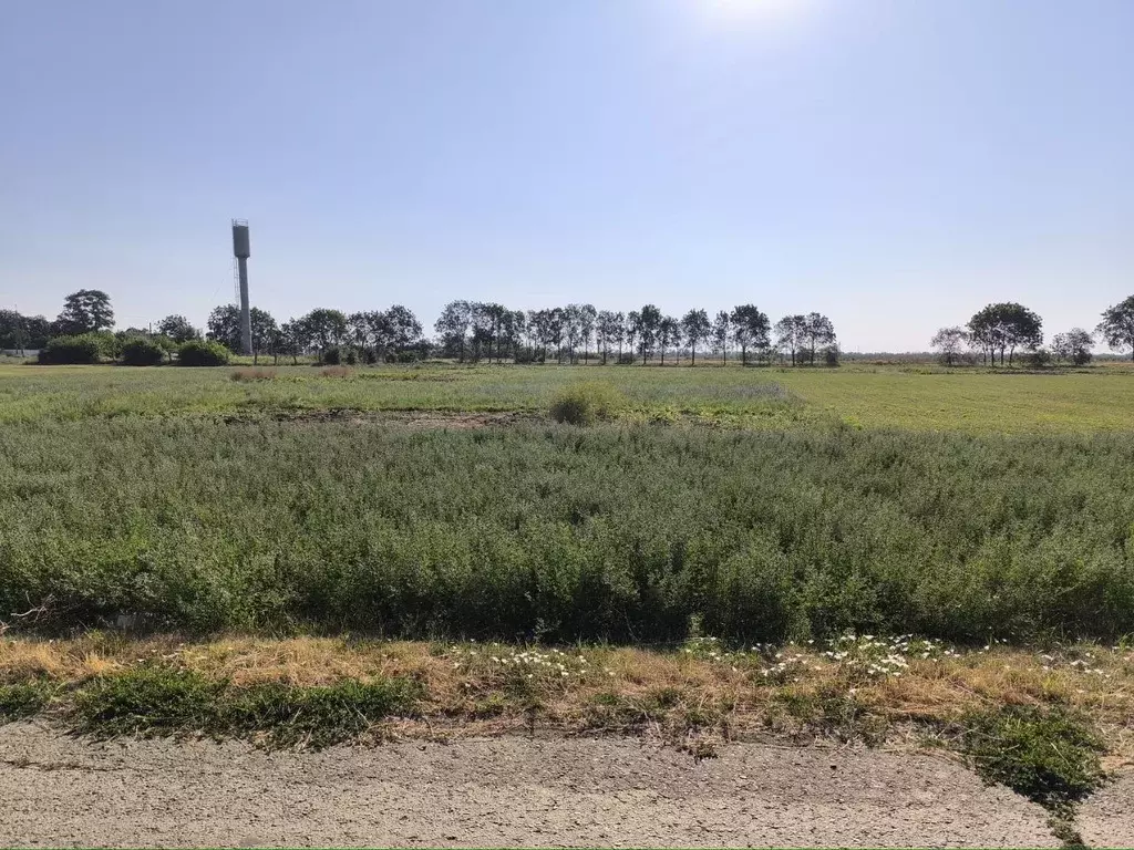 Участок в Краснодарский край, Тихорецкий район, Парковское с/пос, пос. ... - Фото 2