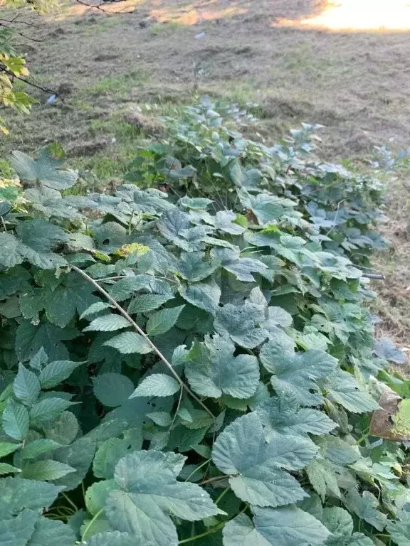 Участок в Амурская область, Ивановский муниципальный округ, с. ... - Фото 1