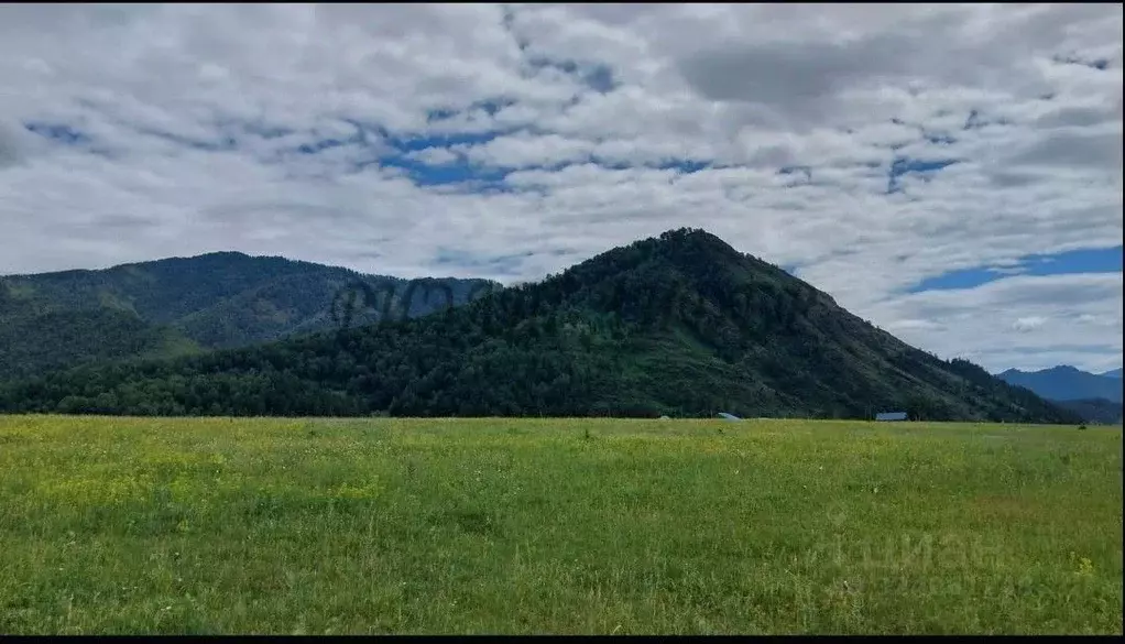 Участок в Алтай, Чемальский район, с. Куюс Центральная ул. (12.0 сот.) - Фото 2