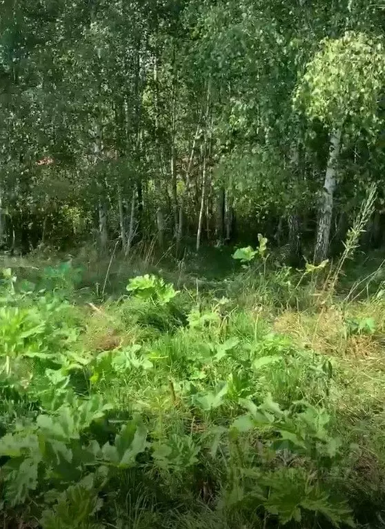 Участок в Московская область, Чехов муниципальный округ, д. Баранцево  ... - Фото 1