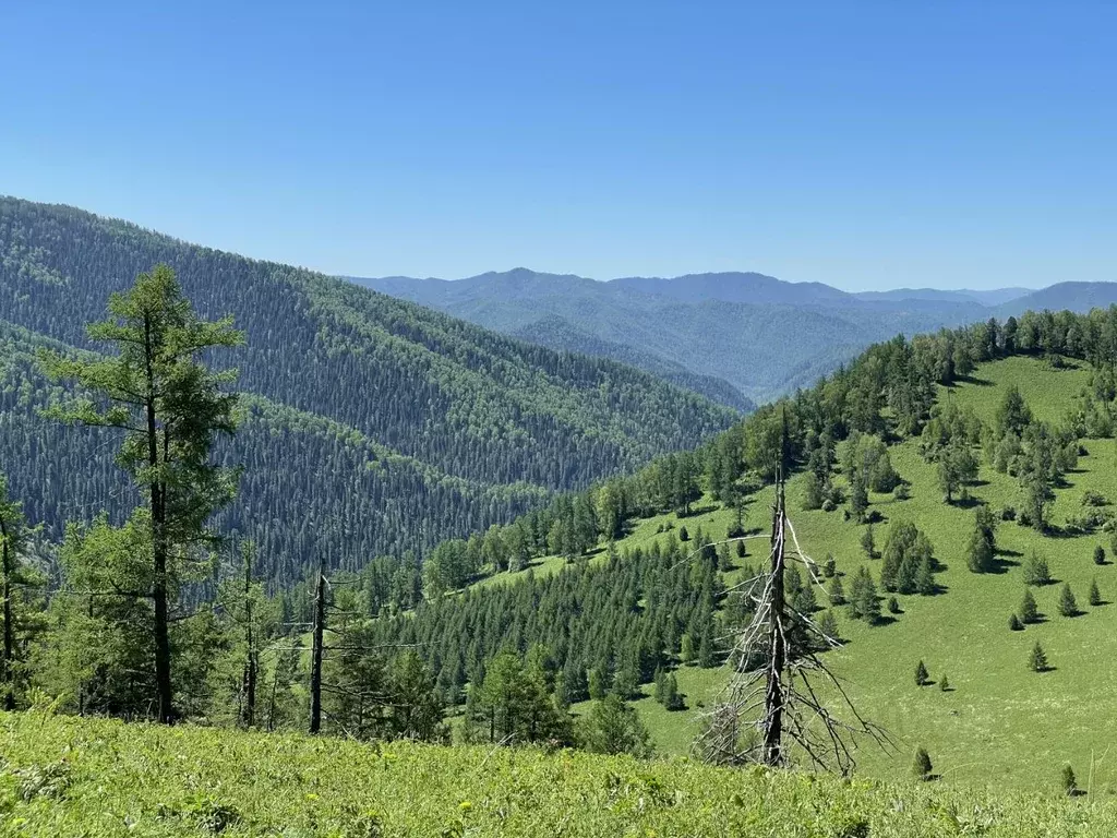 Участок в Алтай, Чемальский район, Седьмое небо кп  (100.0 сот.) - Фото 1