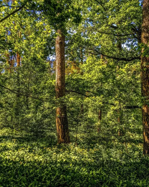 Участок в Рязанская область, Рязанский район, Заборьевское с/пос  ... - Фото 2